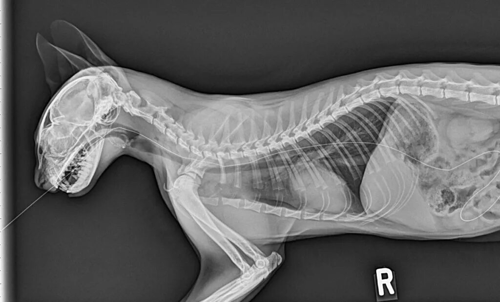 Рентген кошки фото X-ray contest: World's wackiest animal X-Rays reveal the things pets swallow