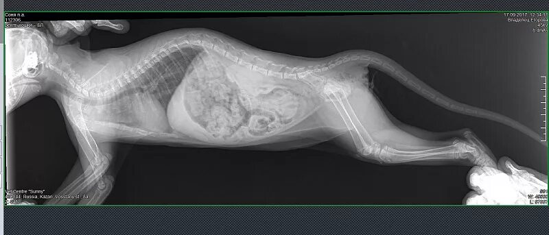 Рентген кошки фото Смещение позвонка у котенка - 18 сентября 2017 - Форум Зоовет