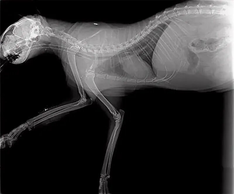 Рентген кошки фото Cats Xray Pictures Cat anatomy, Cat reference, X ray