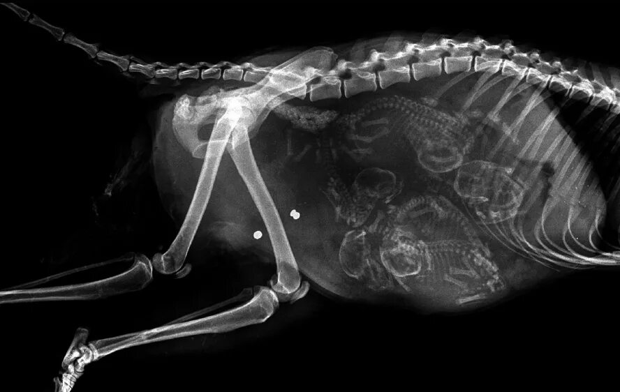 Рентген собаки фото 16 X-Rays Of Pregnant Animals That Will Make You Say "OH MY GOD" Pregnant dog, P