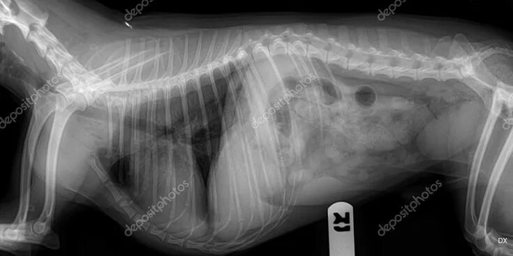 Рентген собаки фото Dog x ray - Stock Photo , #Ad, #ray, #Dog, #Photo, #Stock #AD Dog photos, Dogs, 