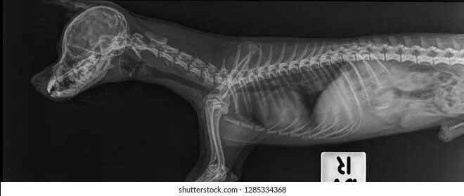 Рентген собаки фото 7 203 рез. по запросу "X ray thorax" - изображения, стоковые фотографии, трехмер