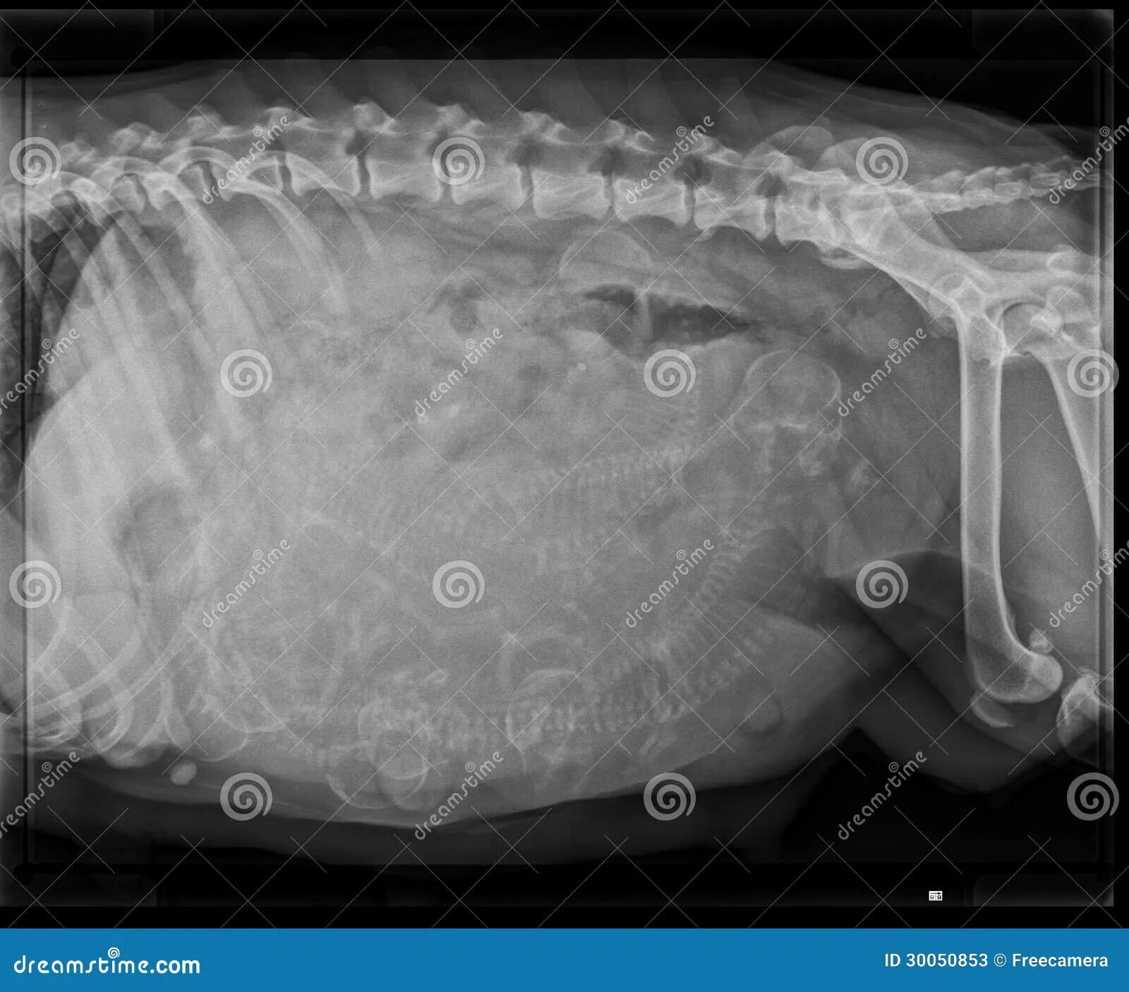 Рентген собаки фото DOG GESTATION X-RAY stock image. Image of puppy, animal - 30050853