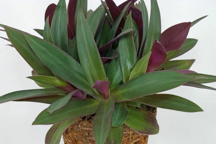 Рео фото комнатный Moses-in-the-Cradle (Tradescantia spathacea) Plant leaves, Plants, Easy plants t