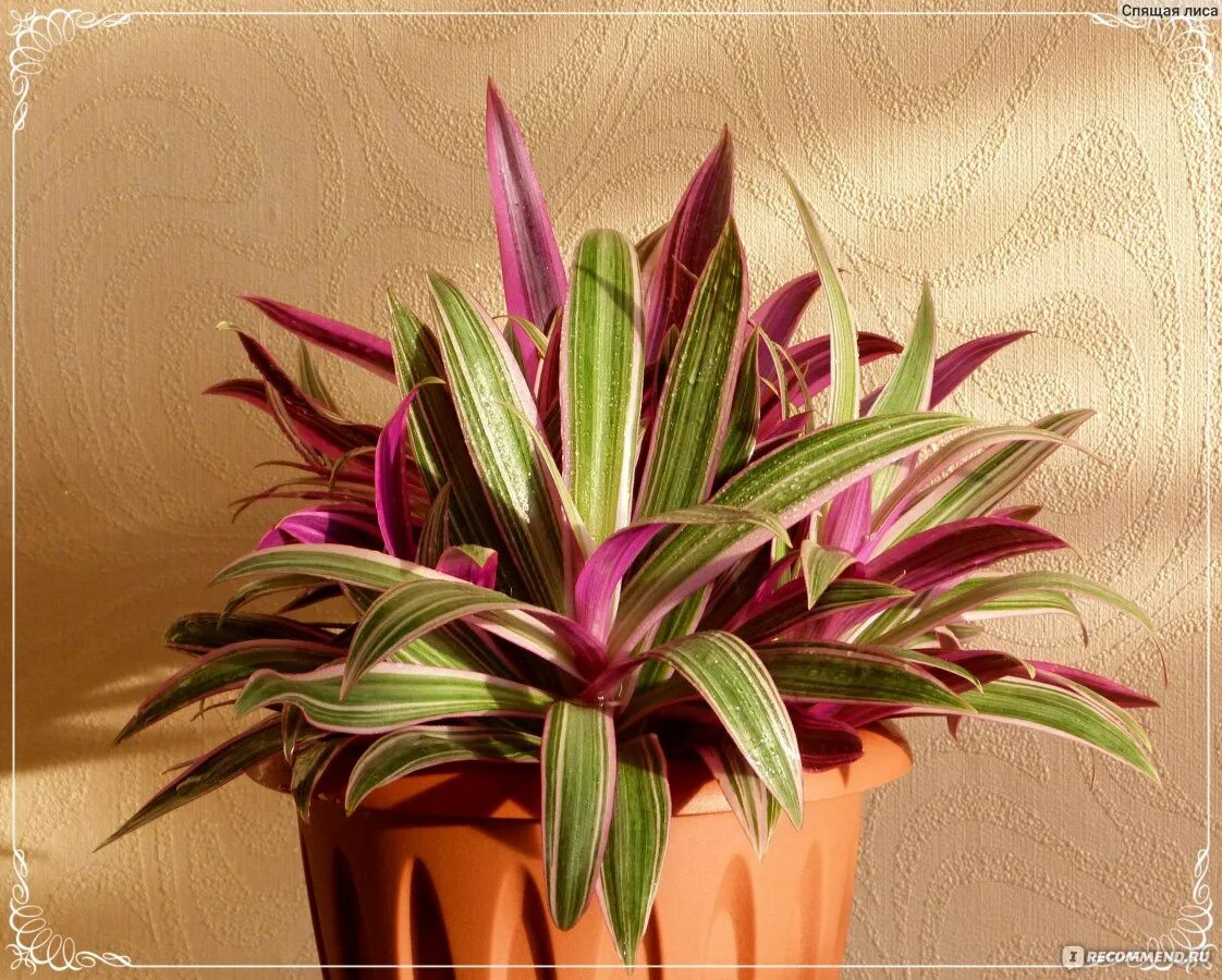 Рео цветок фото уход в домашних Традесканция покрывальчатая Tricolor (Tradescantia spathacea) - "Моя любовь к ра