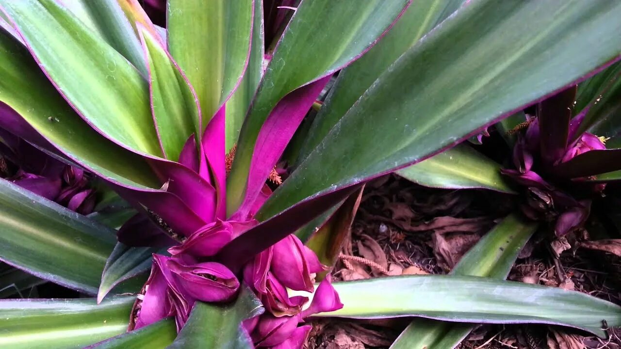 Рео цветок фото уход в домашних Rhoeo Tradescantia spathacea - Moses in the Cradle HD 02 - YouTube