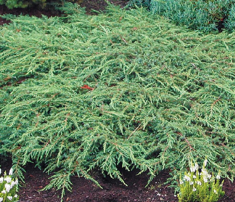 Репанда можжевельник описание и фото отзывы Juniperus communis 'Repanda' - Parastais kadiķis