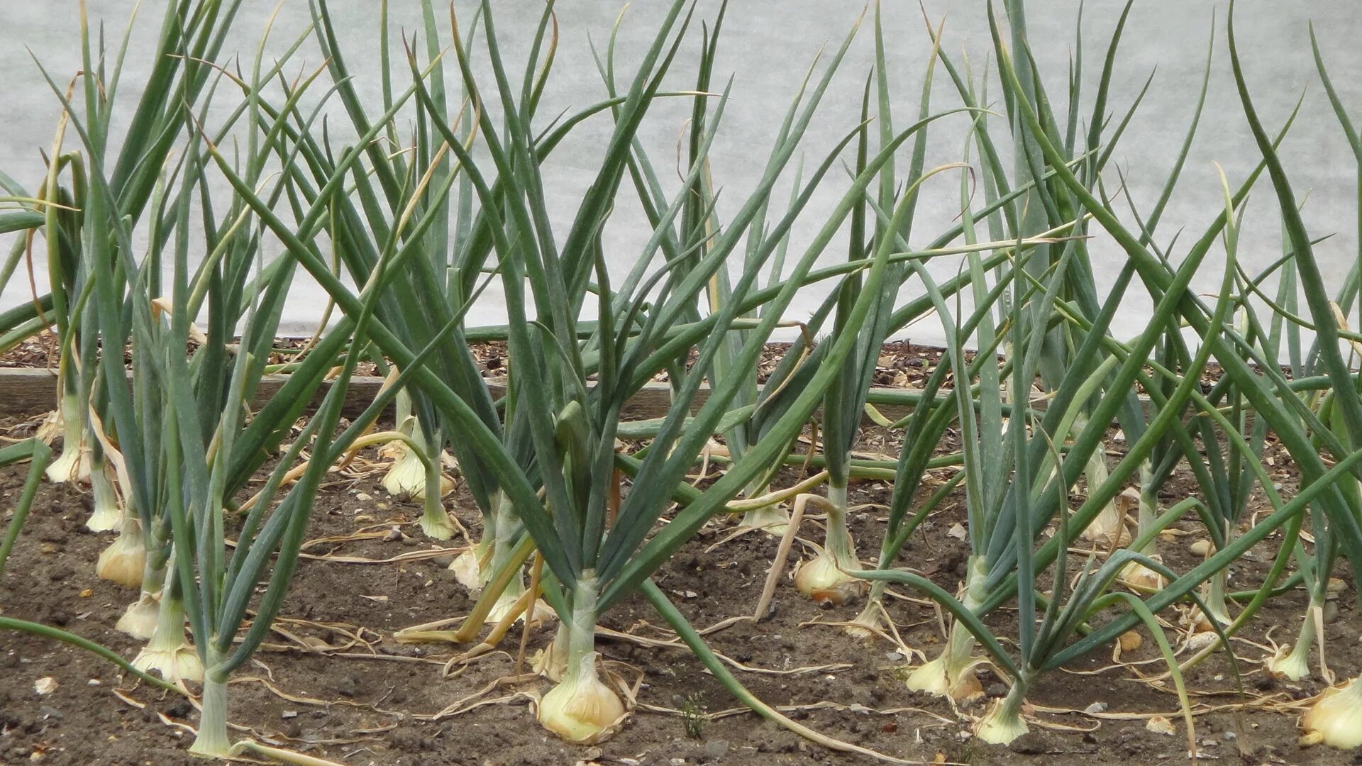 Репчатый лук фото на грядке Harvesting and Storing Garden Vegetables - Indiana Yard and Garden - Purdue Cons