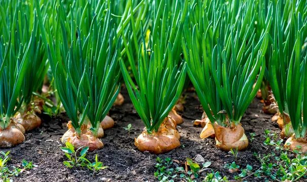 Репчатый лук фото на грядке Onion Field Images - Browse 65,022 Stock Photos, Vectors, and Video Adobe Stock