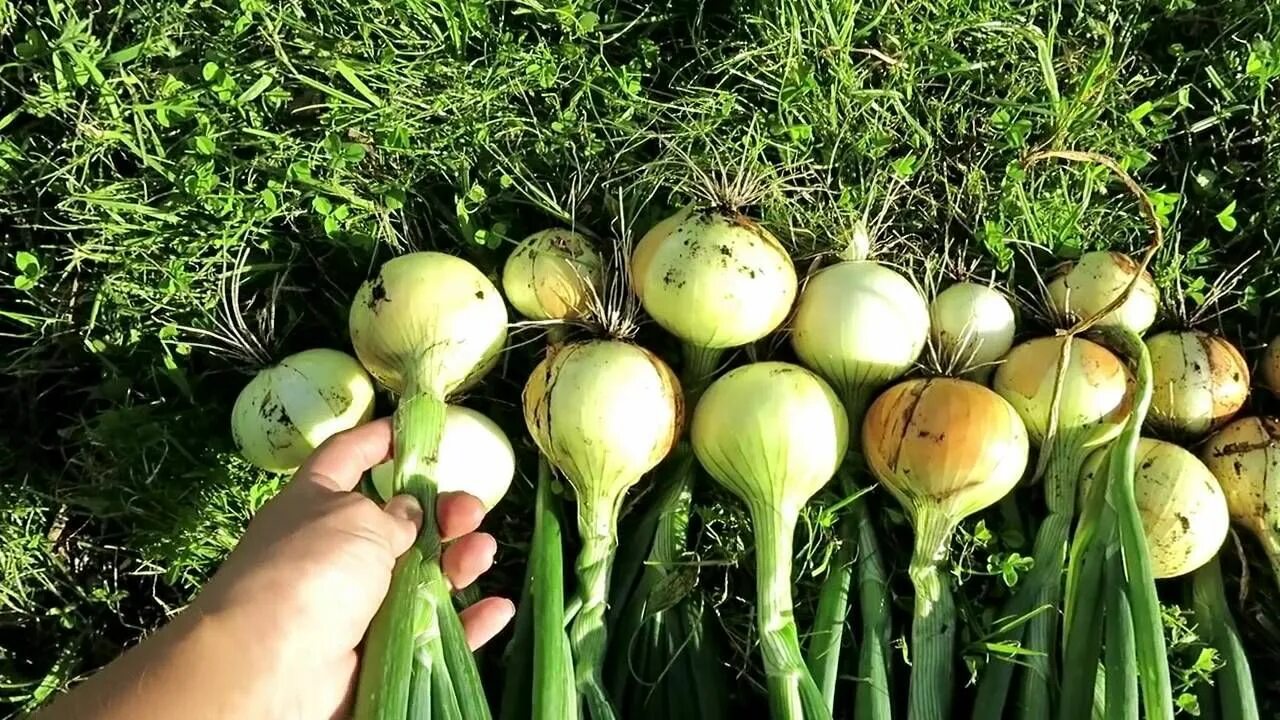 Репчатый лук фото на грядке Озимый ЛУК УРОЖАЙ. Когда убирать лук / Harvesting Winter ONION. When harvest oni