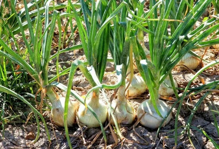 Репчатый лук фото на грядке 5 Tips Para Cultivar Grandes Cebollas en la Huerta Огородничество, Огород, Расте