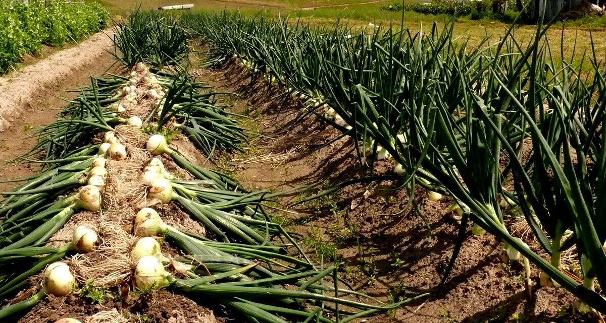 Репчатый лук фото на грядке Что я кладу в бороздки при посадке лука , чтобы получить здоровые крупные лукови