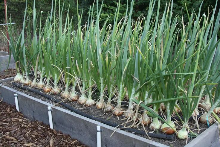 Репчатый лук фото на грядке Pin on Farming and Gardening