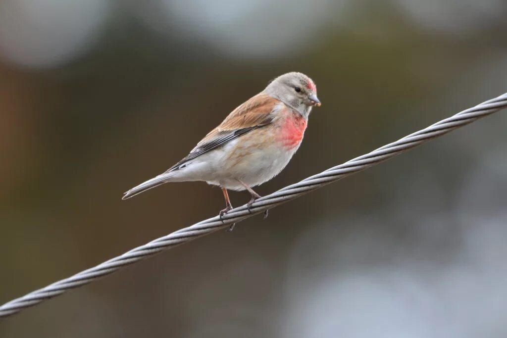 Репел птица фото Eurasian Linnet (Acanthis cannabina). Birds of Siberia.