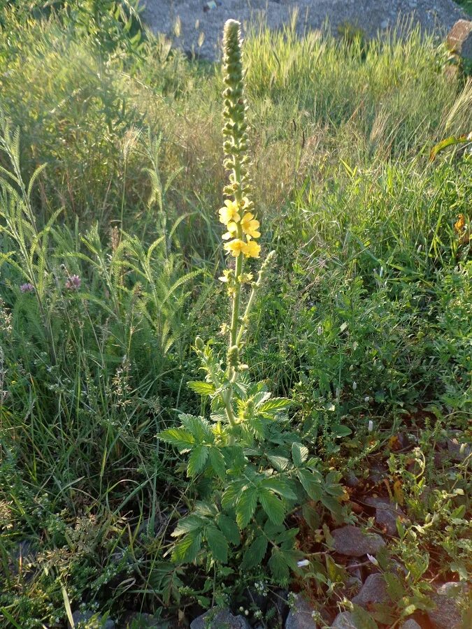 Репешок трава фото как выглядит Agrimonia eupatoria - Image of an specimen - Plantarium