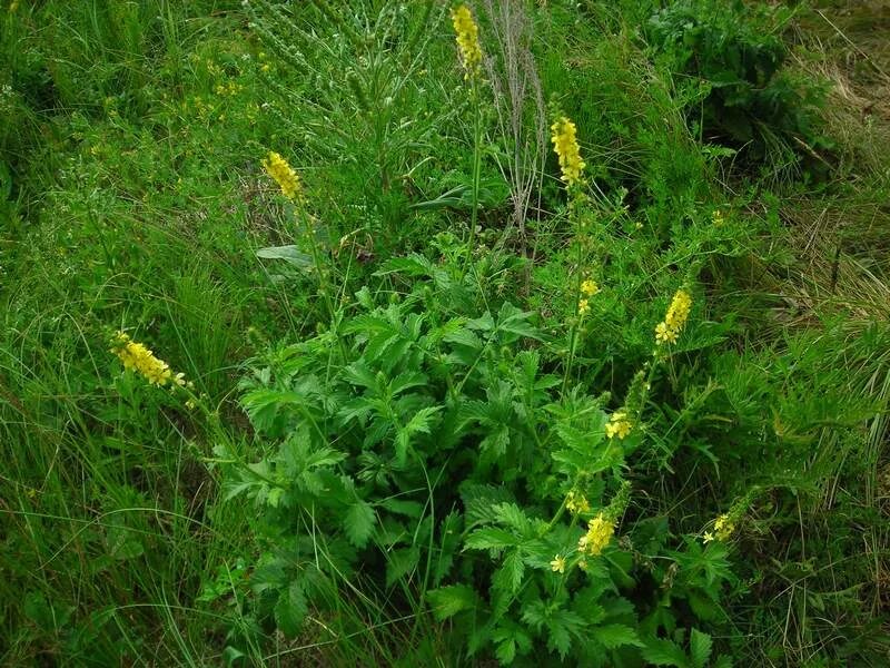 Репешок трава фото крупным Agrimonia eupatoria - Image of an specimen - Plantarium