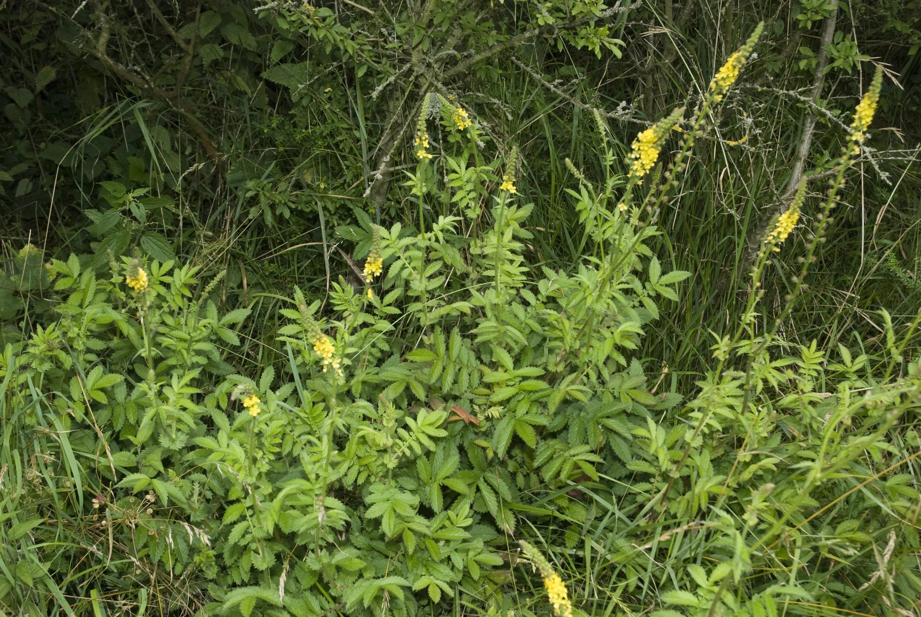 Репешок трава фото крупным Agrimony growing wild