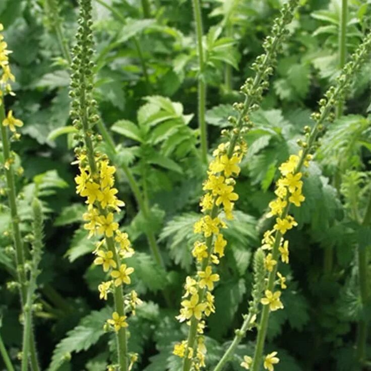 Репешок трава фото крупным Agrimony Seeds (Agrimonia eupatoria) + FREE Bonus 6 Variety Seed Pack - a $30 Va