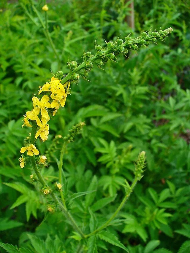 Репешок трава фото крупным File:Agrimonia procera 002.JPG - Wikipedia