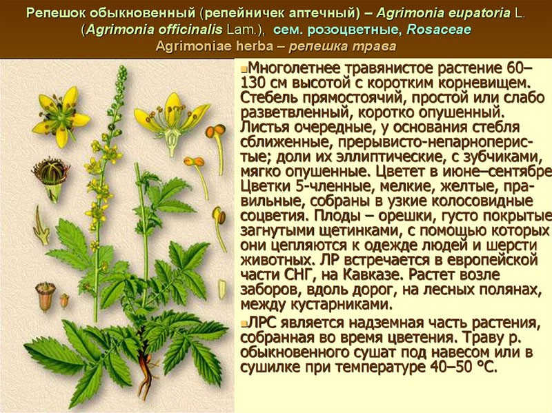 Репешок трава инструкция фото репешок обыкновенный Трава, Растения, Лекарственные растения