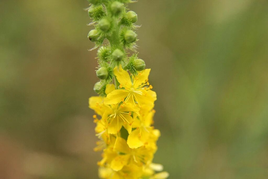 Репешок трава противопоказания фото Репешок обыкновенный (лат. Agrimónia eupatória)