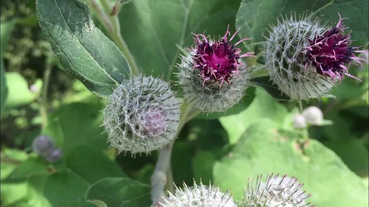 Репейник актеры и роли фото Lopúch plstnatý (arctium tomentosum mill) - YouTube