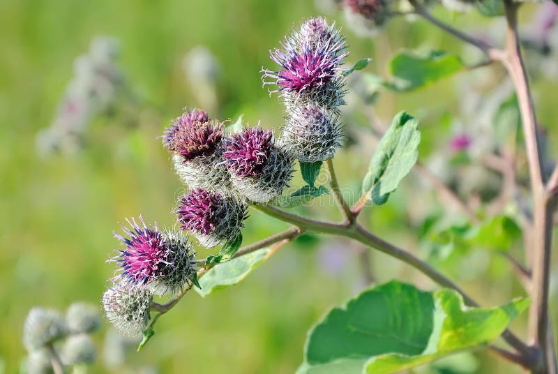 Репейник актеры и роли фото Great Burdock Arctium Lappa Flower Stock Image - Image of burdock, flora: 138901