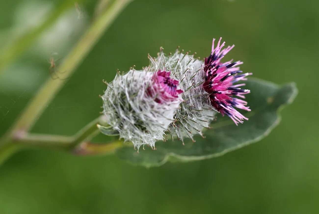 Репейник цветущий фото Arctium tomentosum - Image of an specimen - Plantarium