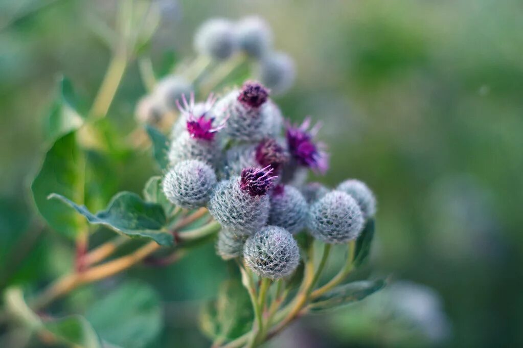 Репейник цветущий фото репейник (burdock) Лопух большой (лат. Arctium lappa), реп. Flickr