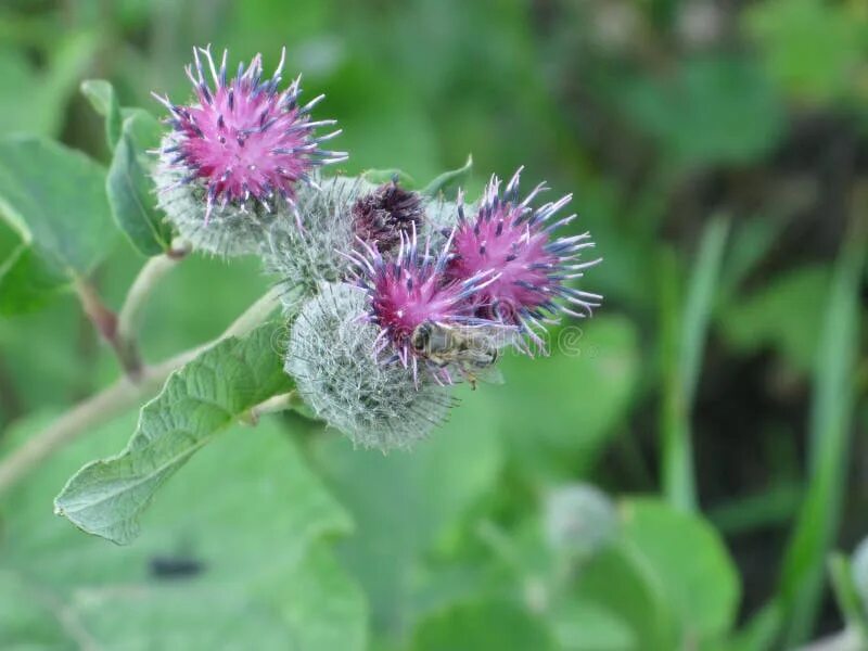 Репейник цветущий фото 782 Flowering Burdock Stock Photos - Free & Royalty-Free Stock Photos from Dream