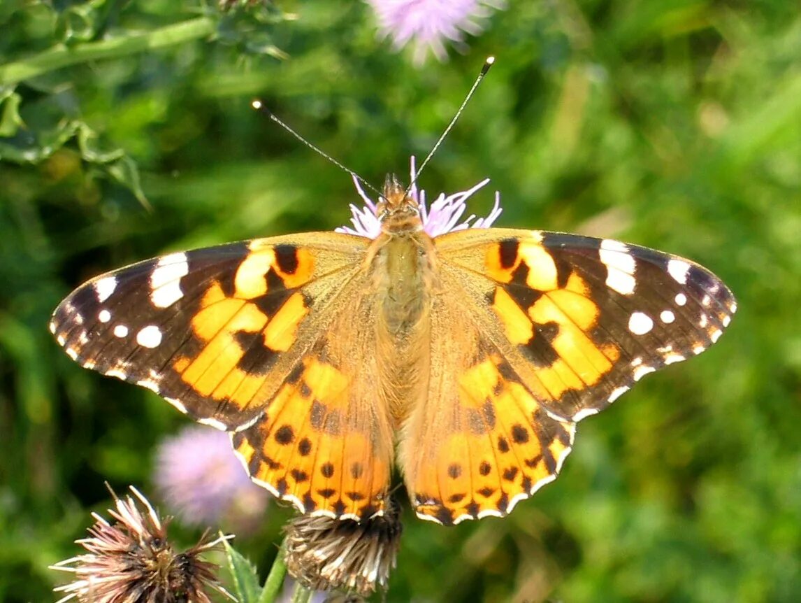 Репейница бабочка фото File:Vanessa cardui.jpg - Wikipedia