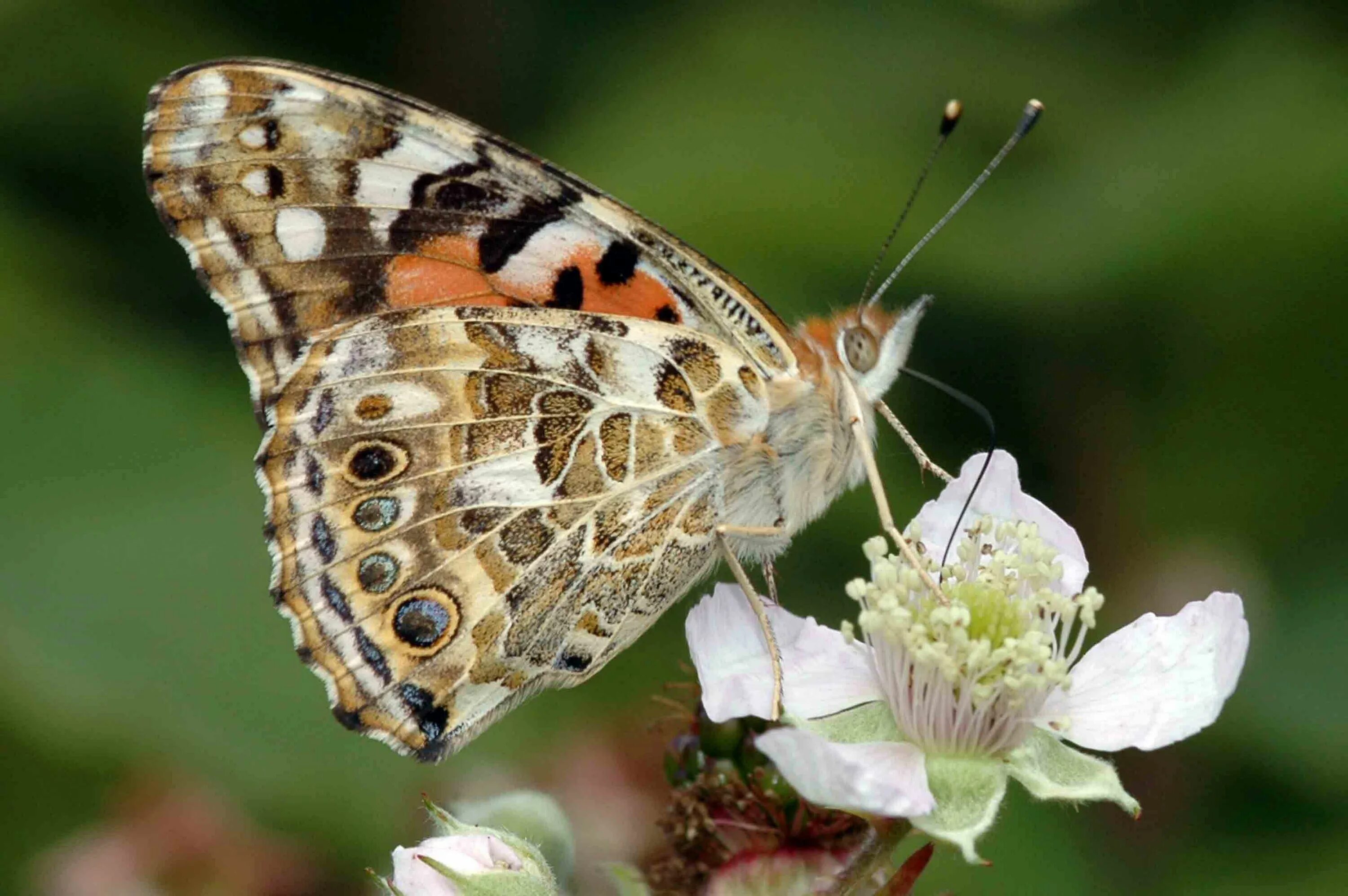 Репейница бабочка фото No other British butterfly has the rosy-orange upperside and black wing tips mar