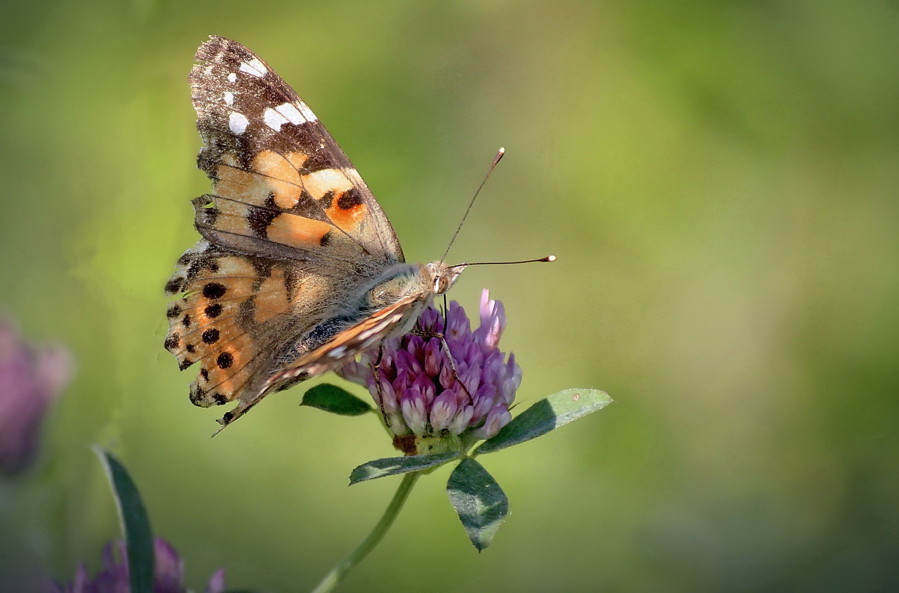 Репейница бабочка фото Download wallpaper flower, butterfly, bokeh, the painted lady, section nature in