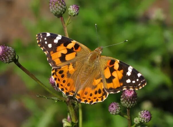 Репейница бабочка фото #Бабочка Repaint, or thistle, or thistlewing (Vanessa cardui). St. Petersburg, J