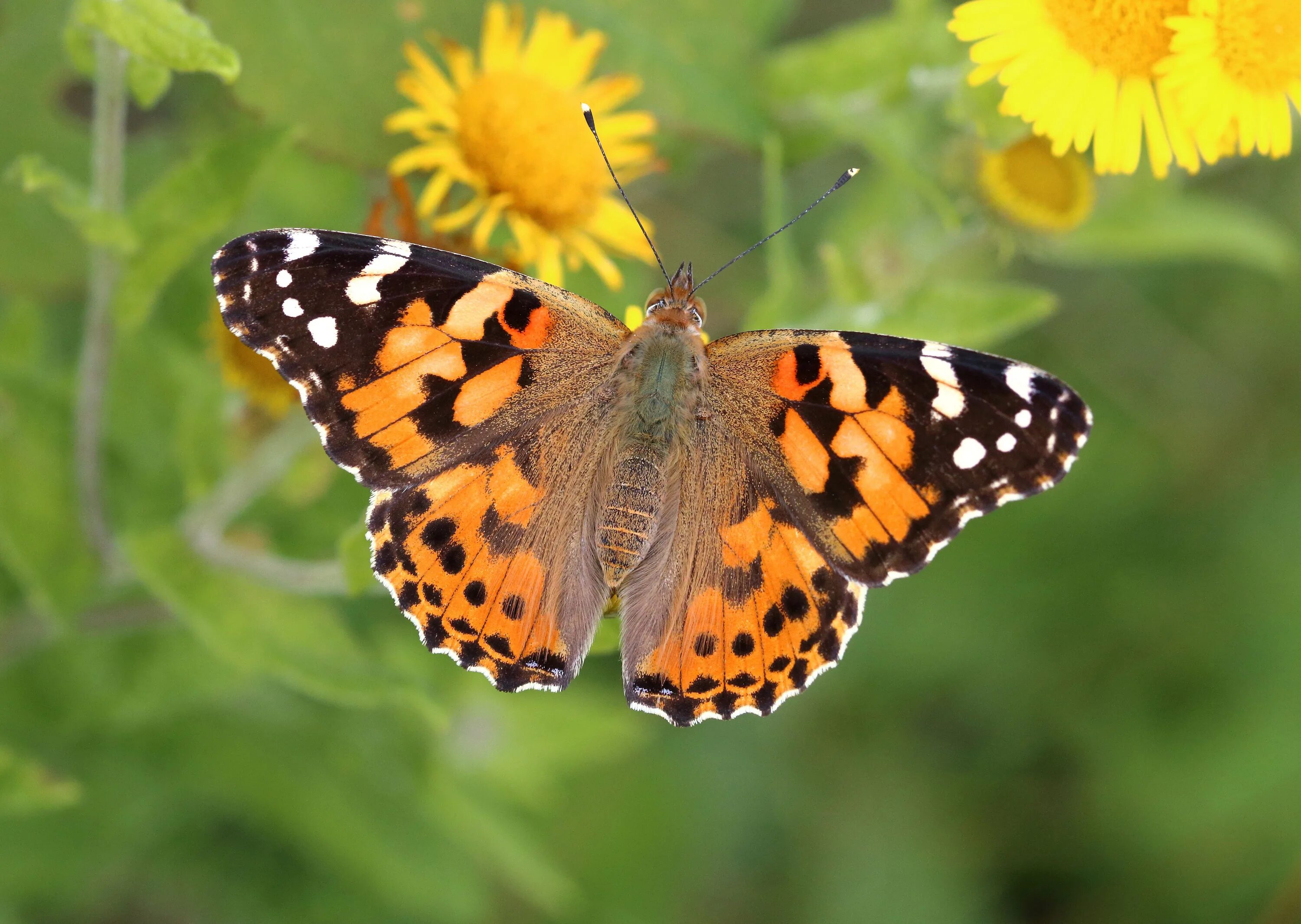 Репейница бабочка фото UK could be seeing a once-in-a-decade painted lady butterfly influx Express & St