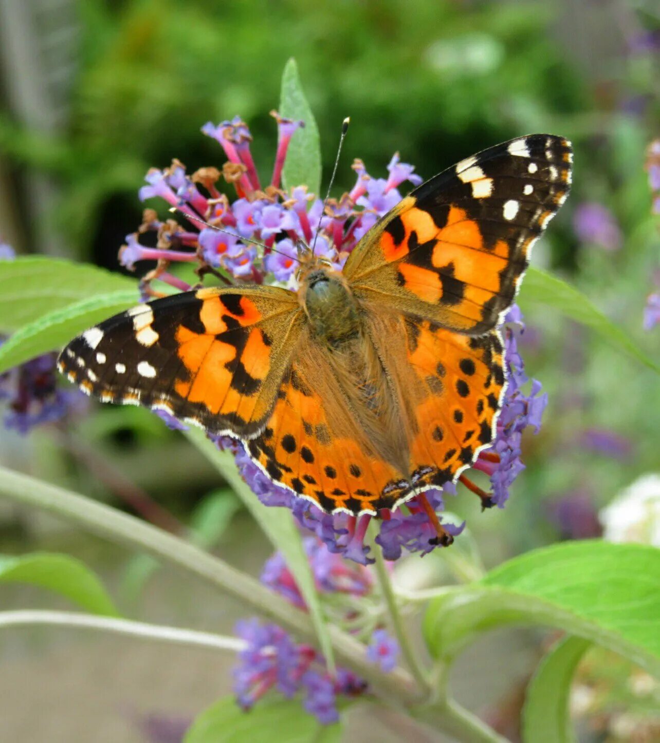 Репейница бабочка фото Painted lady butterfly by Yvonne Youd - Silversurfers