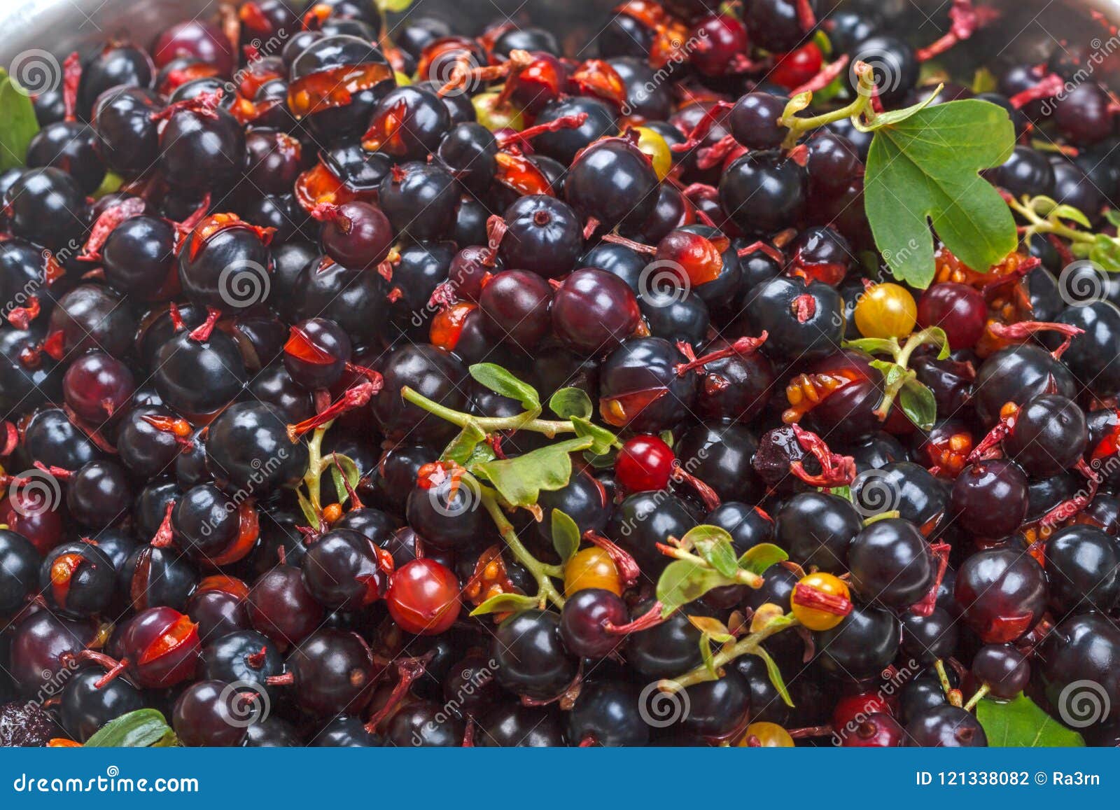 Репис ягода фото Wild Forest Currant Background Stock Photo - Image of ripe, freshness: 121338082