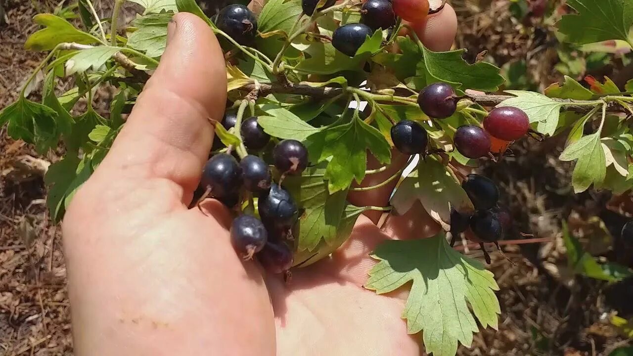 Репис. Очень полюбилась эта ягода нам