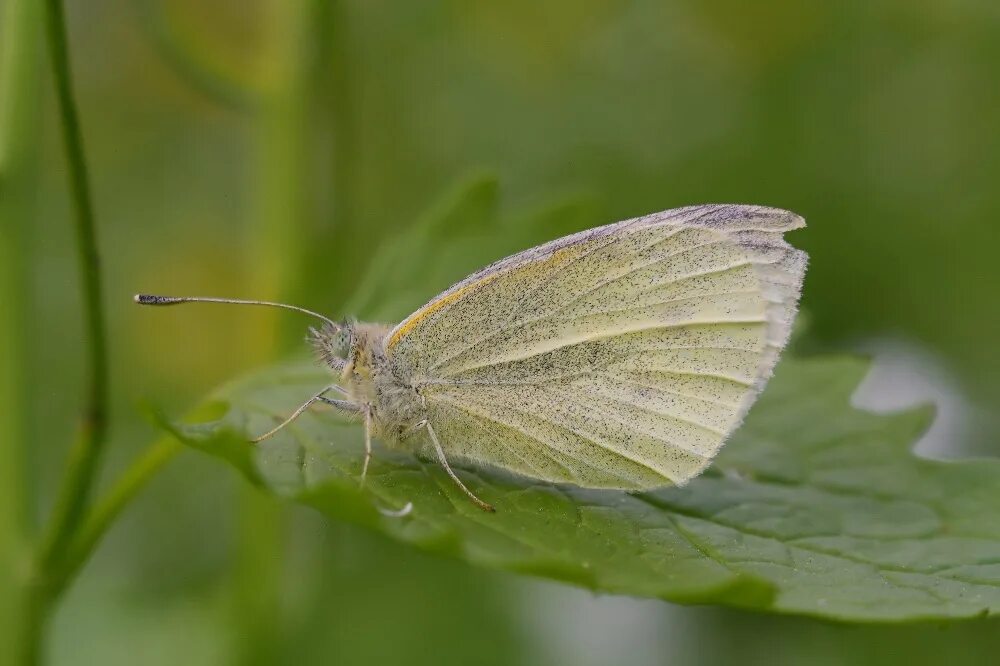 Репница фото семени Галерея Макроклуба - Репница Pieris rapae