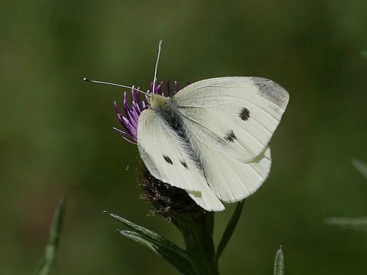 Репница фото семени Small White White butterfly, Wildlife, Butterfly