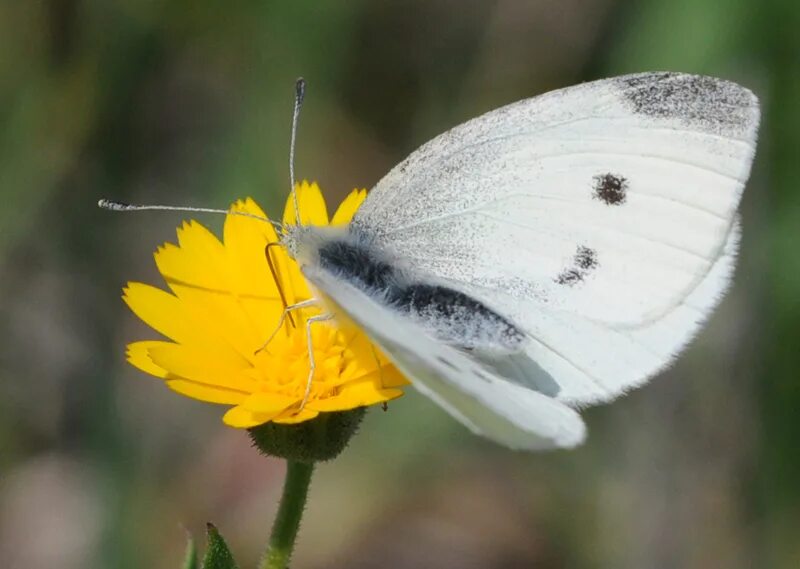 Репница фото семени File:Pieris rapae - Small White butterfly 1.jpg - Wikimedia Commons