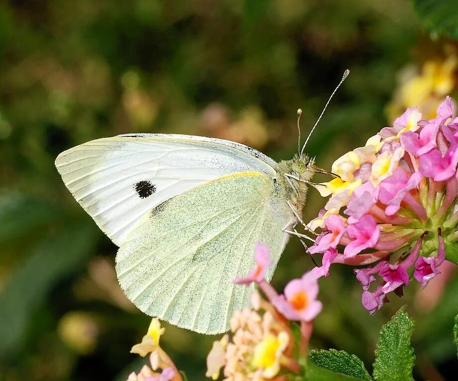 Fichier:Pieris rapae (1).jpg - Wikipédia