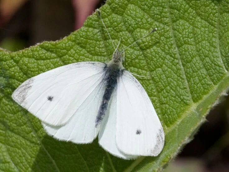 Репница фото семени Small White (upperwing) Butterfly conservation, British wildlife, Beautiful crea