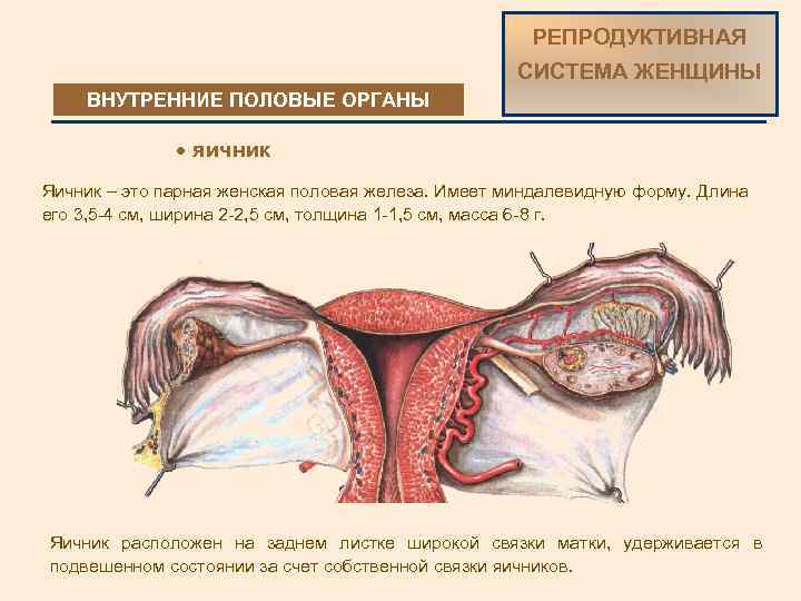 Репродуктивная система женщины фото РЕПРОДУКТИВНАЯ СИСТЕМА ЖЕНЩИНЫ ВНУТРЕННИЕ ПОЛОВЫЕ ОРГАНЫ