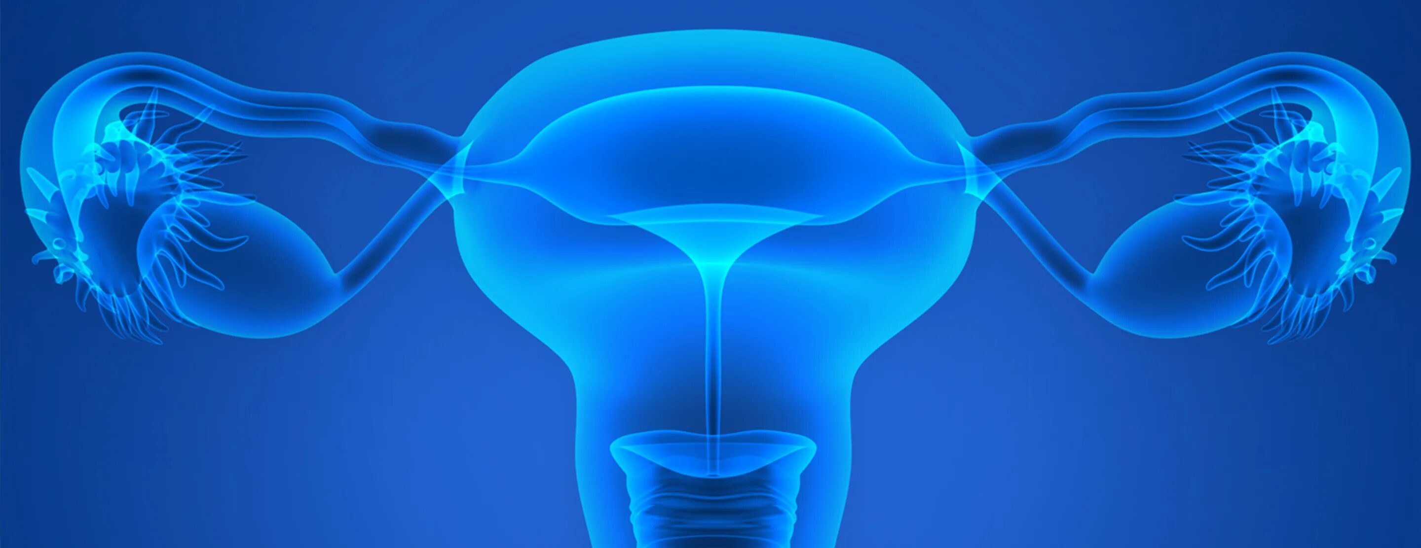 Репродуктивная система женщины фото The Menstrual Cycle Patient Education UCSF Health