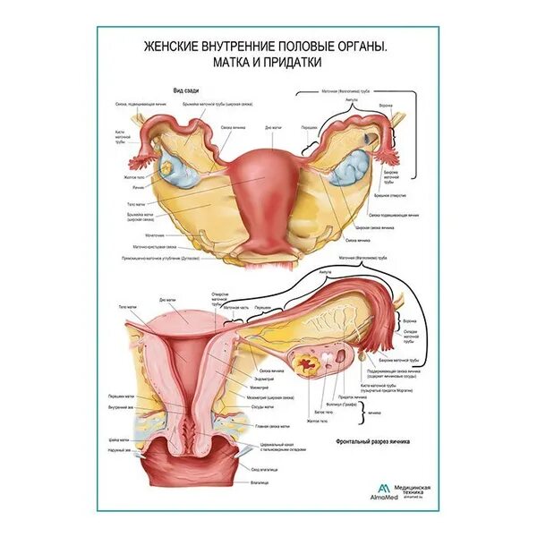 Репродуктивная система женщины фото Матка и придатки (анатомия человека), обучающий плакат, матовый холст от 200 г/к
