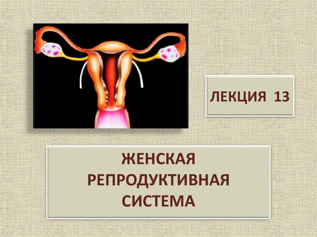 Репродуктивная система женщины фото Женская репродуктивная система. Лекция 13 - online presentation