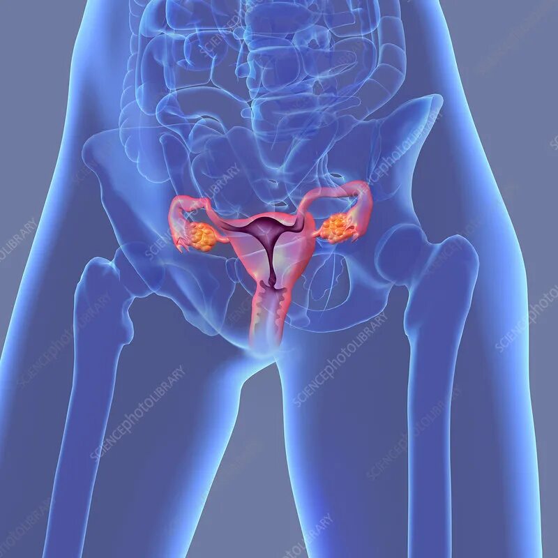 Репродуктивная система женщины фото Female reproductive system, illustration - Stock Image - C049/2600 - Science Pho