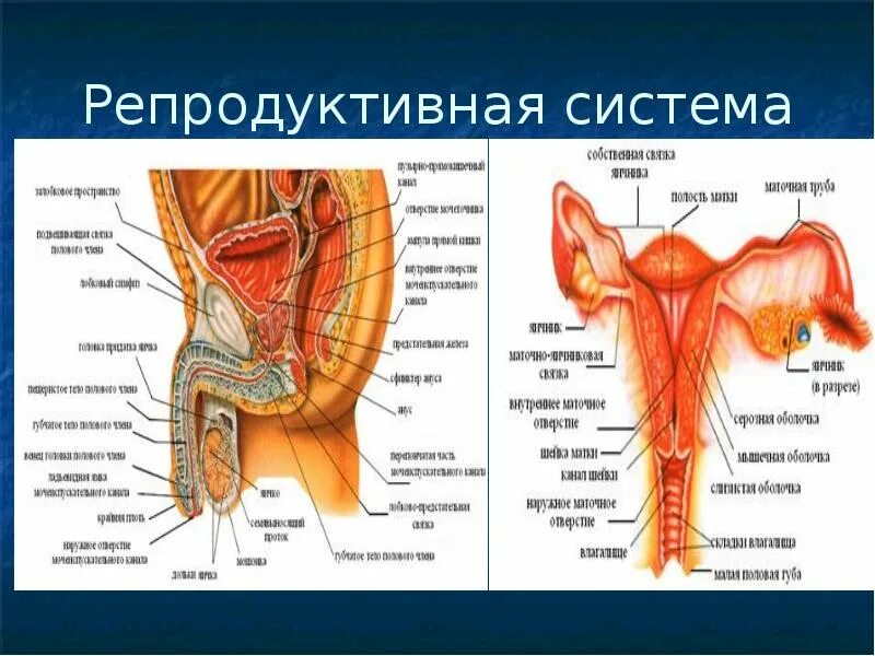 Репродуктивная система женщины фото Строение женских половых органов внешнее строение рисунок анатомия и физиология 