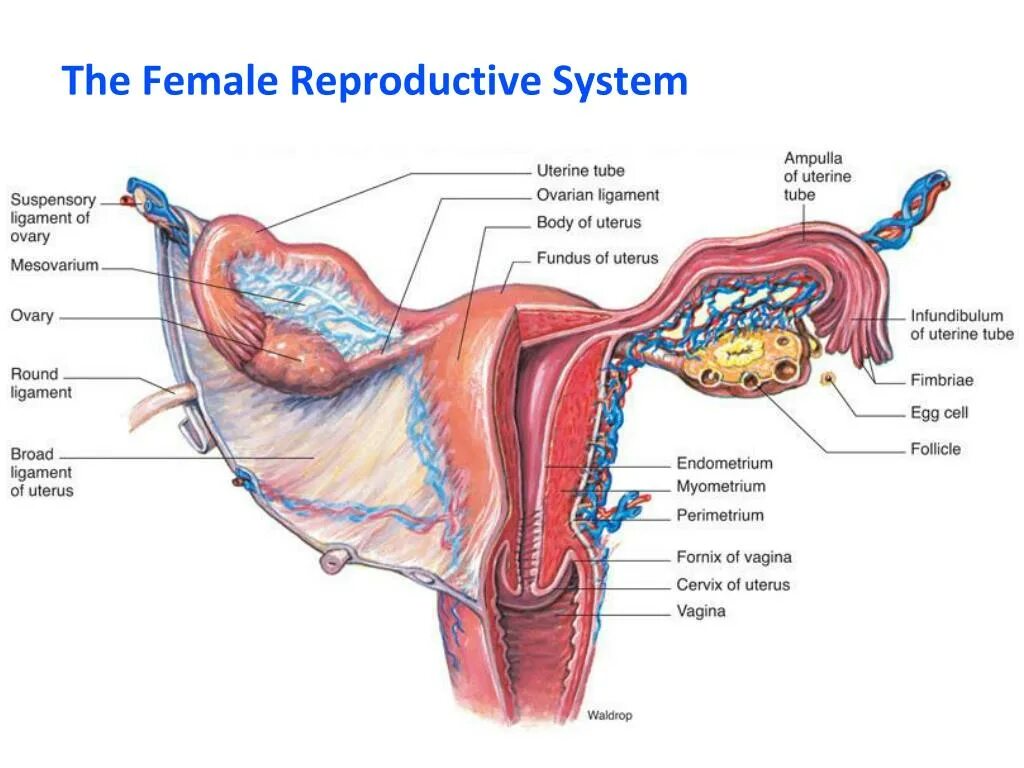 Репродуктивная система женщины фото PPT - The Female Reproductive System PowerPoint Presentation, free download - ID